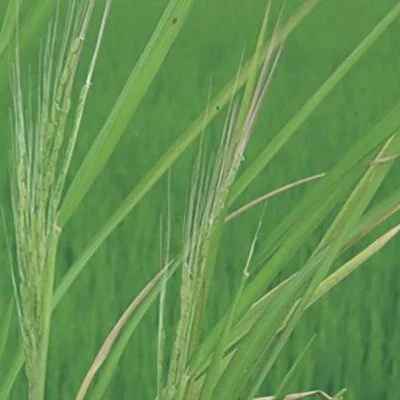 Rogue Herbicide Approved For MidSouth Rice Fields