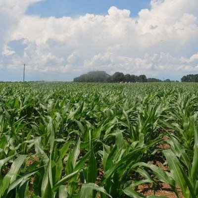 Winners of National &amp; State NCGA Yield Contest