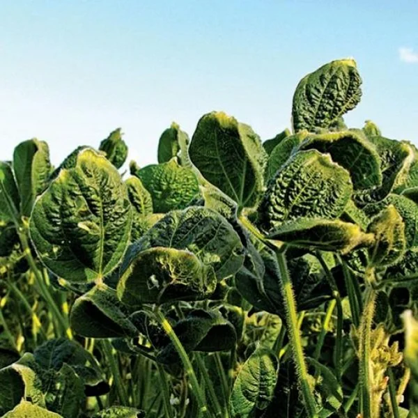 EPA Issues Report Indicating More Restrictions May Be Warranted On Dicamba Use