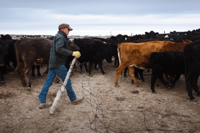 Record Beef Prices, but Ranchers Aren’t Cashing In