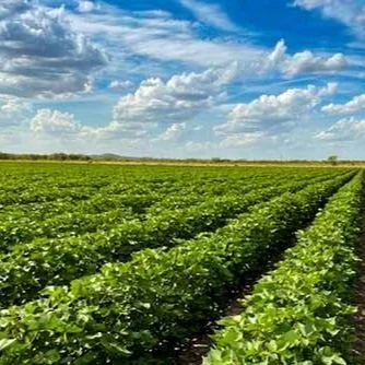 More Cotton Coming In '22.  But It's Complicated