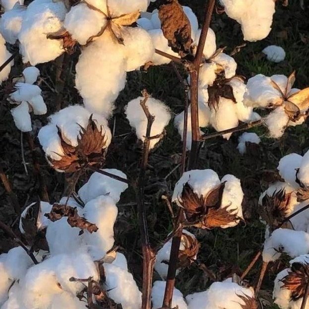 2021 Cotton Varieties For Louisiana. Variety Trials And On-Farm Demonstrations