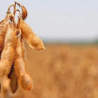 Mississippi Hosts Tri-State Soybean Forum January 7