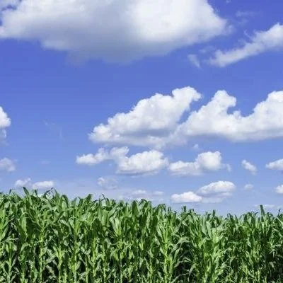 Check Out New Insurance Option For Corn Farmers