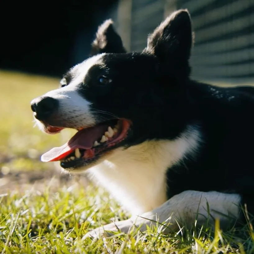 Farm Bureau Names 2022 Farm Dog of the Year