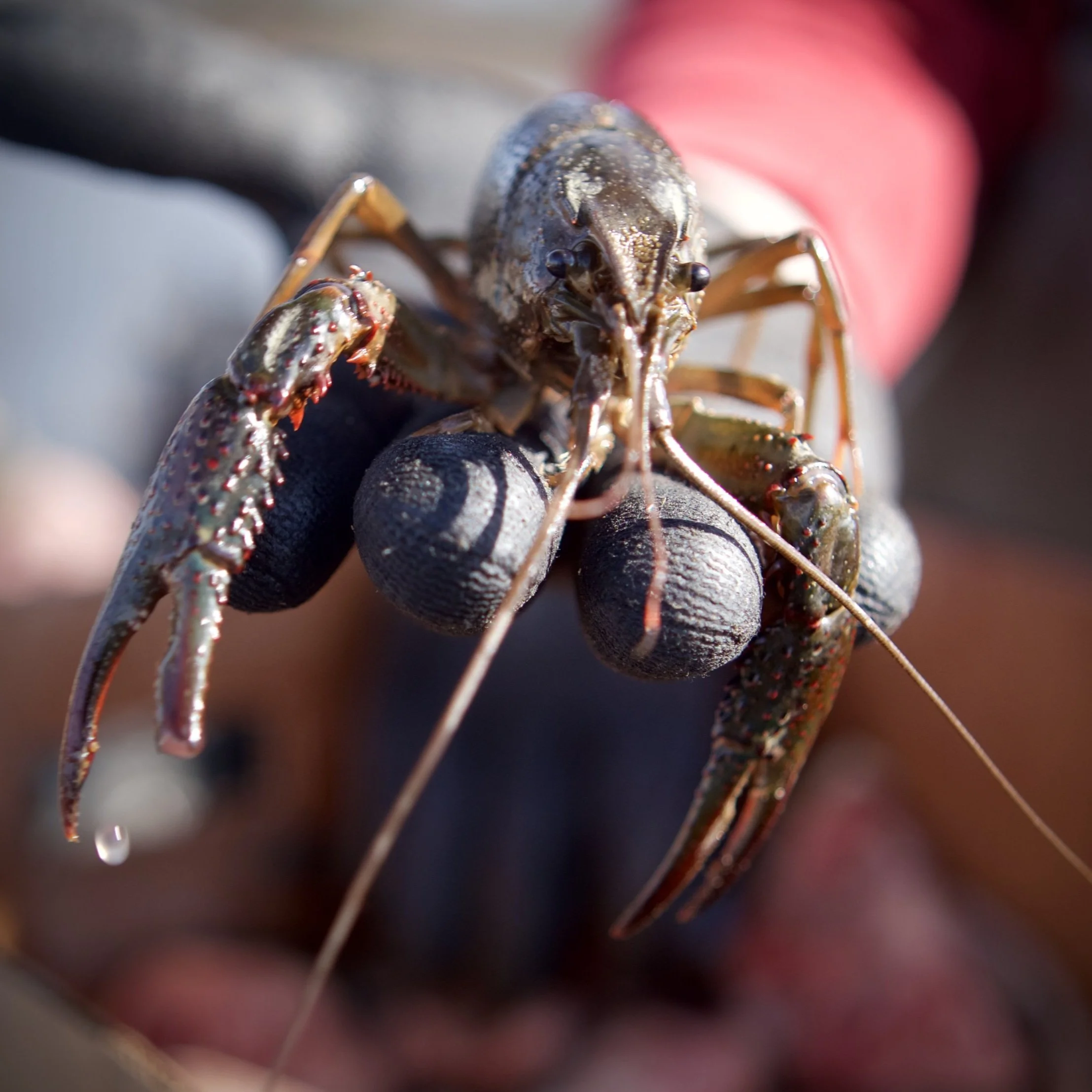 Ouachita Parish Restaurant Owners Optimistic About 2022 Crawfish Season