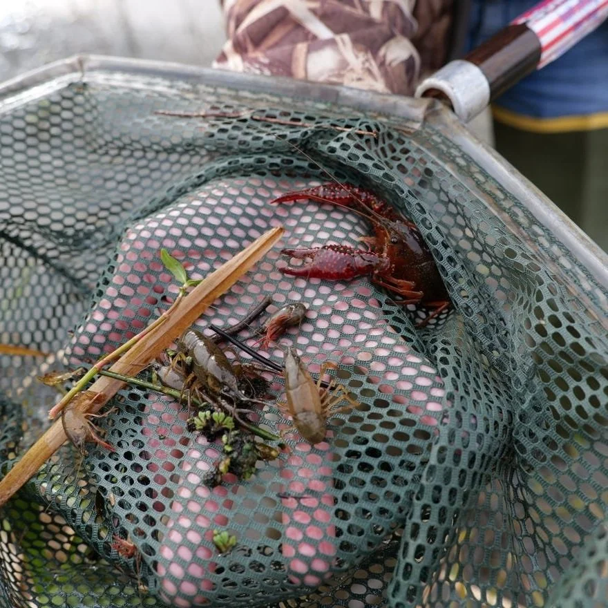 Mild Weather Gets 2022 Louisiana Crawfish Season Off to Early Start