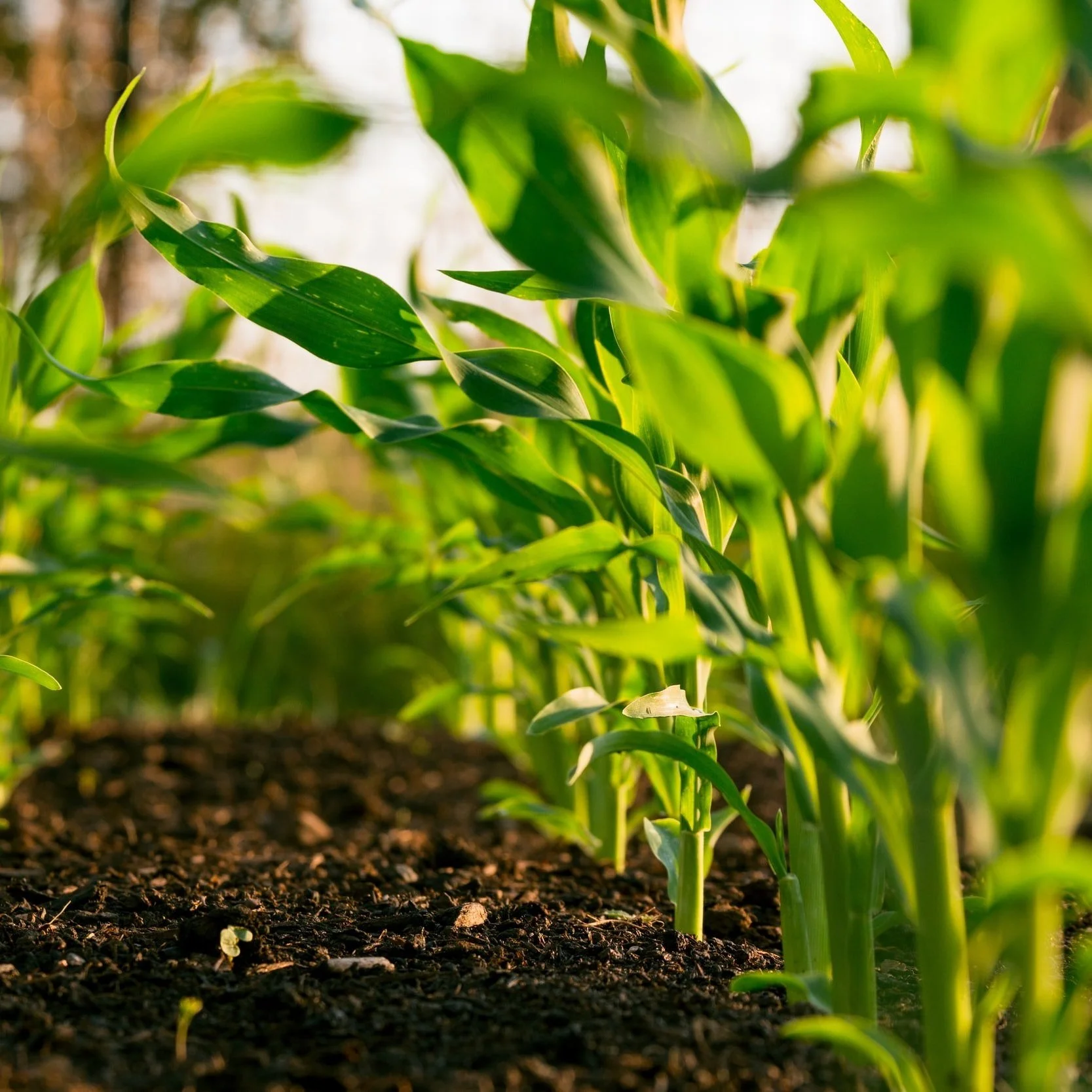 January Crop Market Update for Corn, Soybeans, Rice, and Cotton