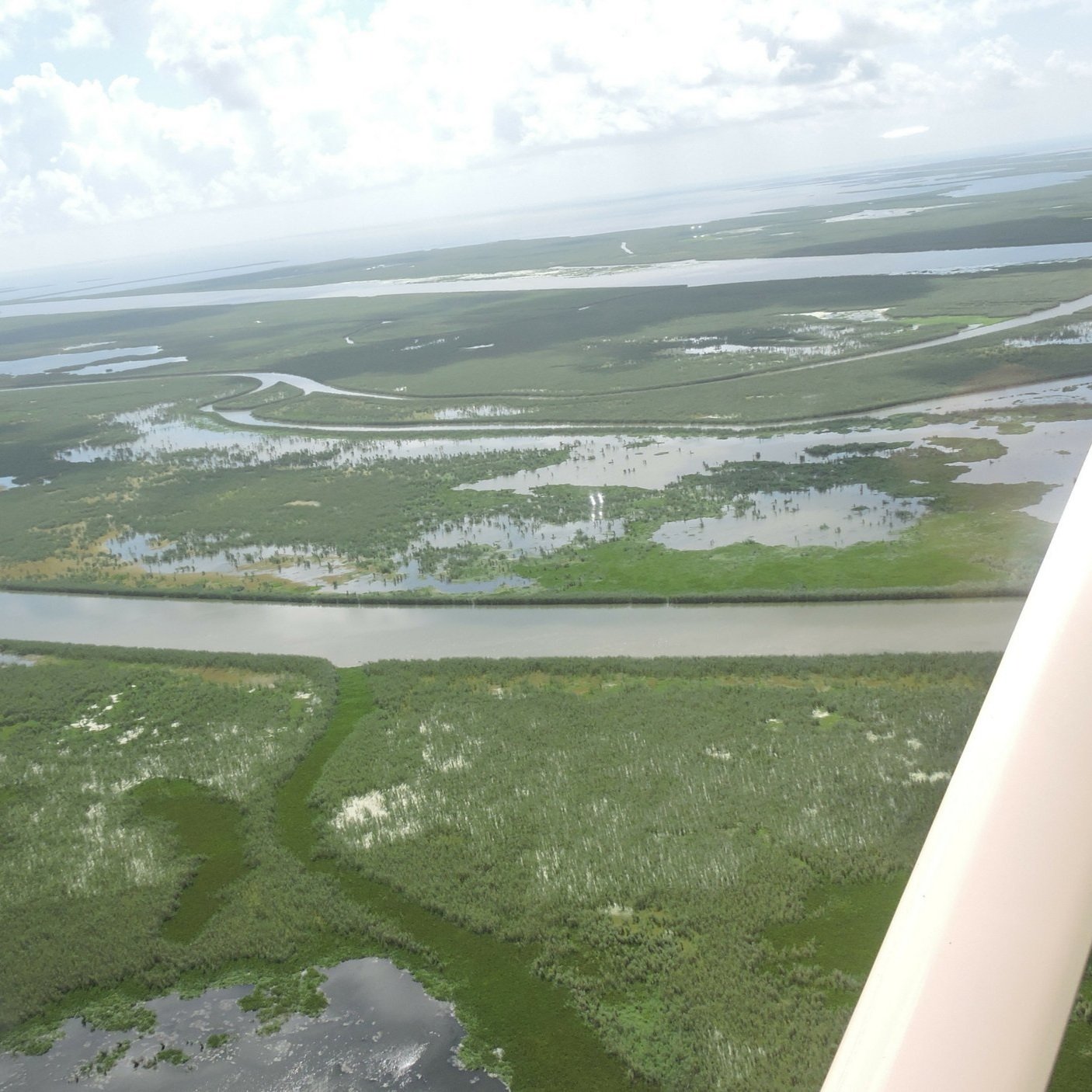 Roseau Cane Research Progress Discussed at Summit