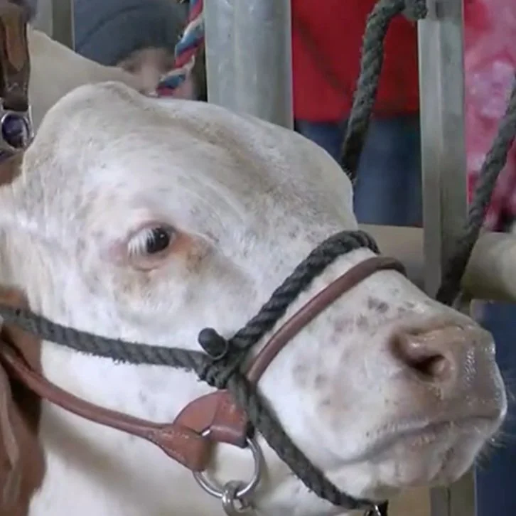 Calcasieu Parish Jr Livestock Show