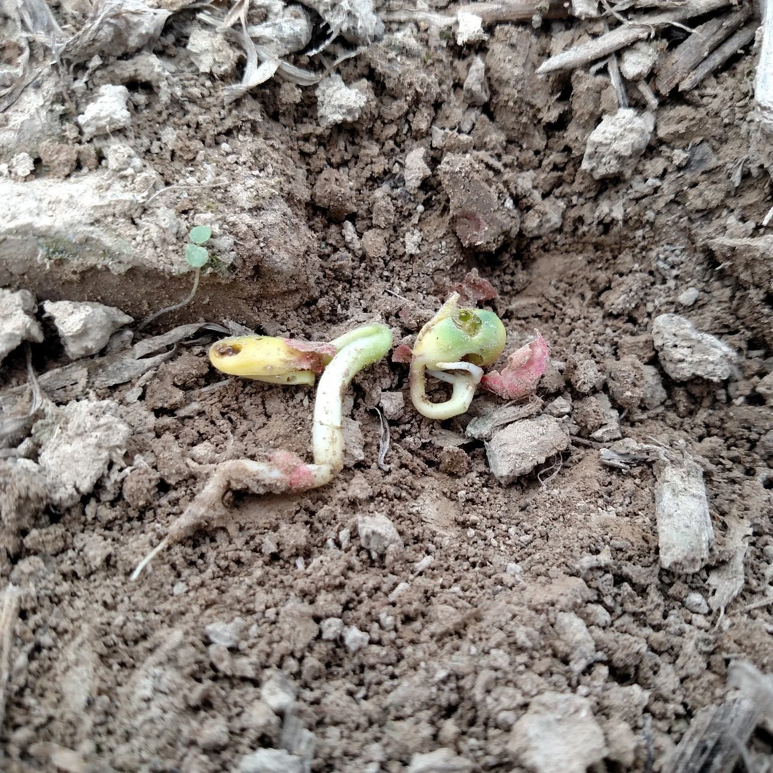 Consider Pre-Emergence Herbicides For Soybeans Carefully