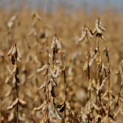 Nothing Fishy Here: U.S. Soy Protein Feeds Aquaculture, Grows Demand