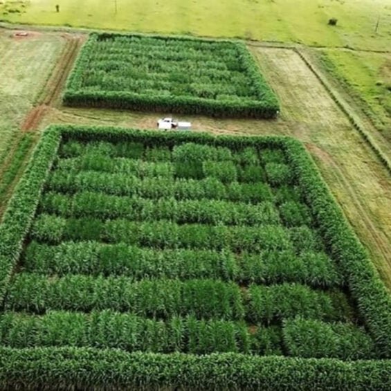 World’s First CRISPR-Edited Sugarcane Developed in Brazil