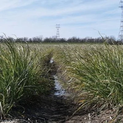 Increasing And Maintaining Yield In Sugarcane
