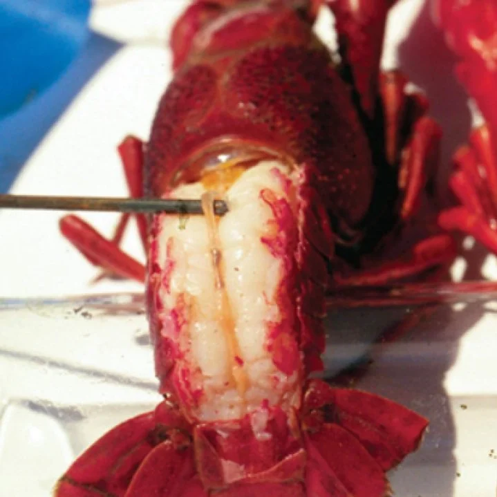 Does Purging Crawfish Work? The LSU AgCenter Did a Study