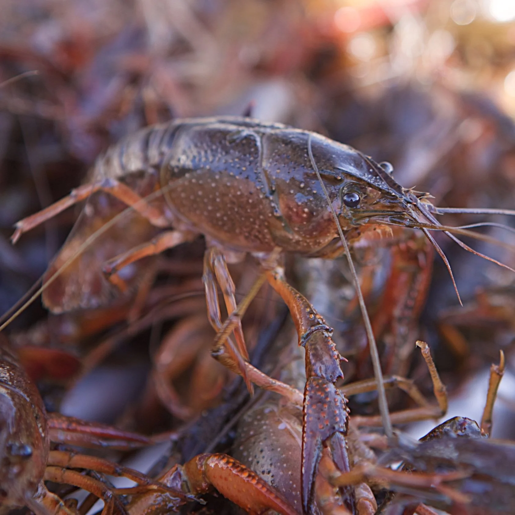 Crawfish Season Impacted by Colder Temperatures