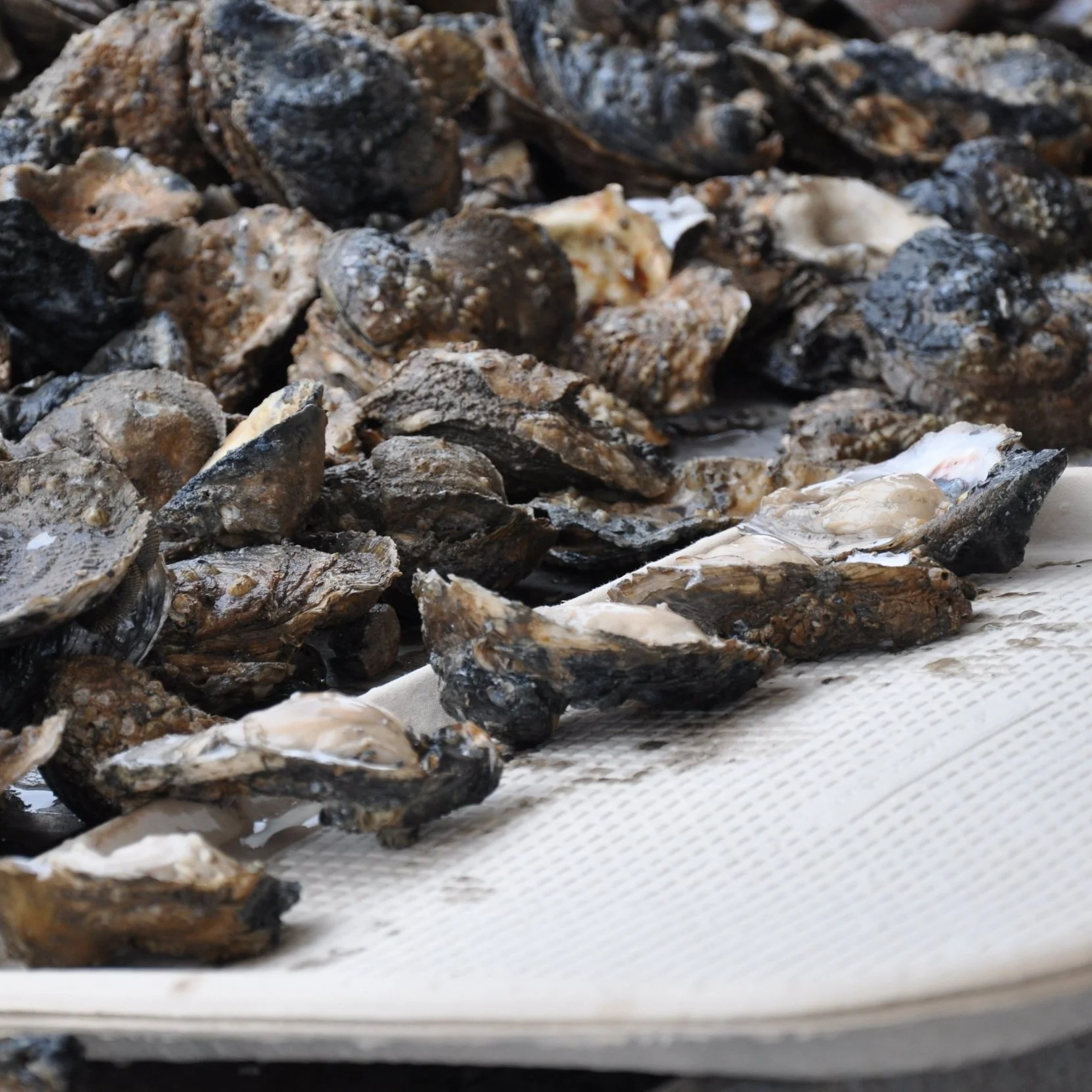 Public Oyster Seed Ground Vessel Permit Appeals Board to Meet Tuesday, February 1, 2022
