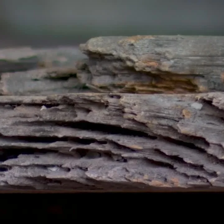 Spirit of Acadiana: New Life for Cypress Trees
