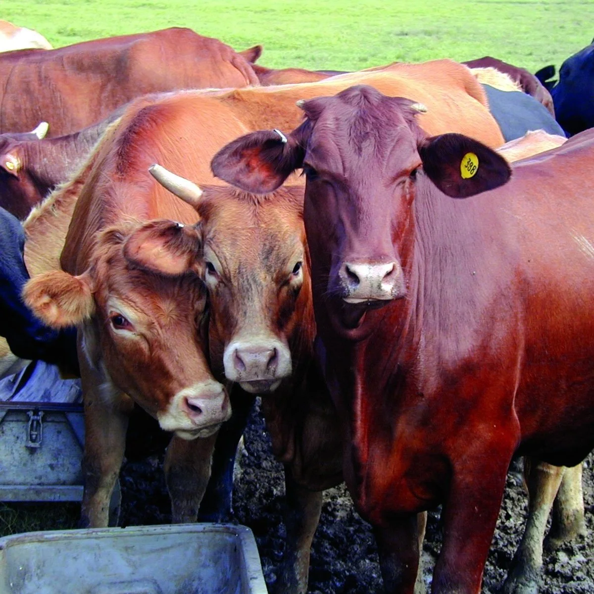 Kinder Livestock Market Report: January 31, 2022