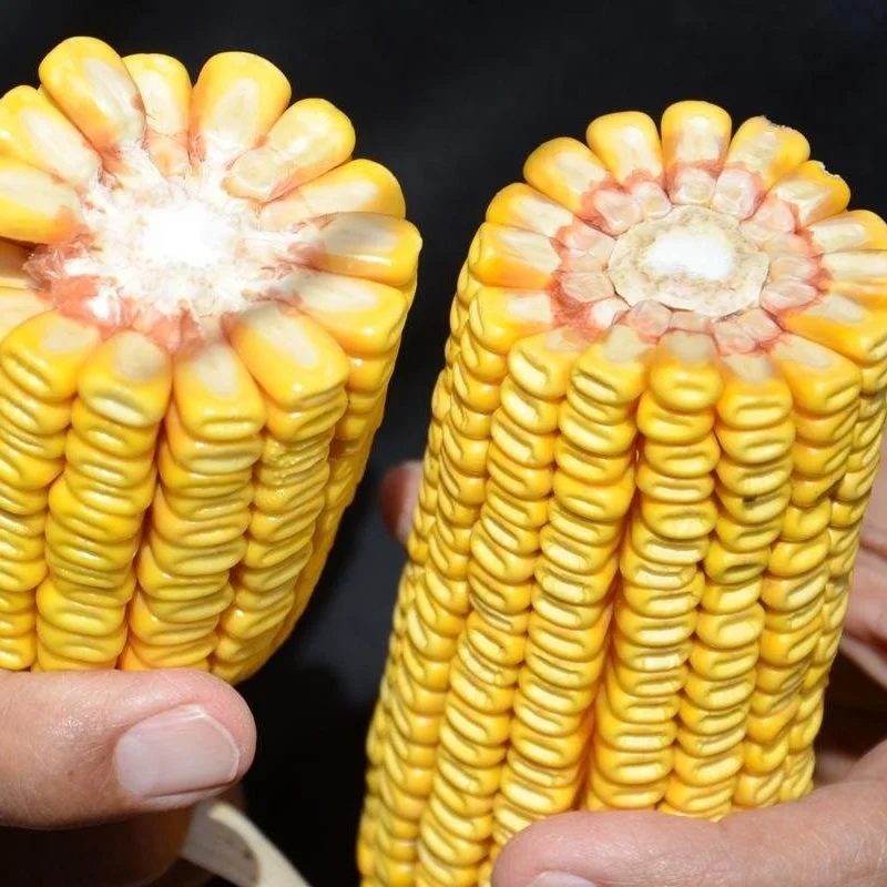 La. Corn Hybrids For Gain 2022