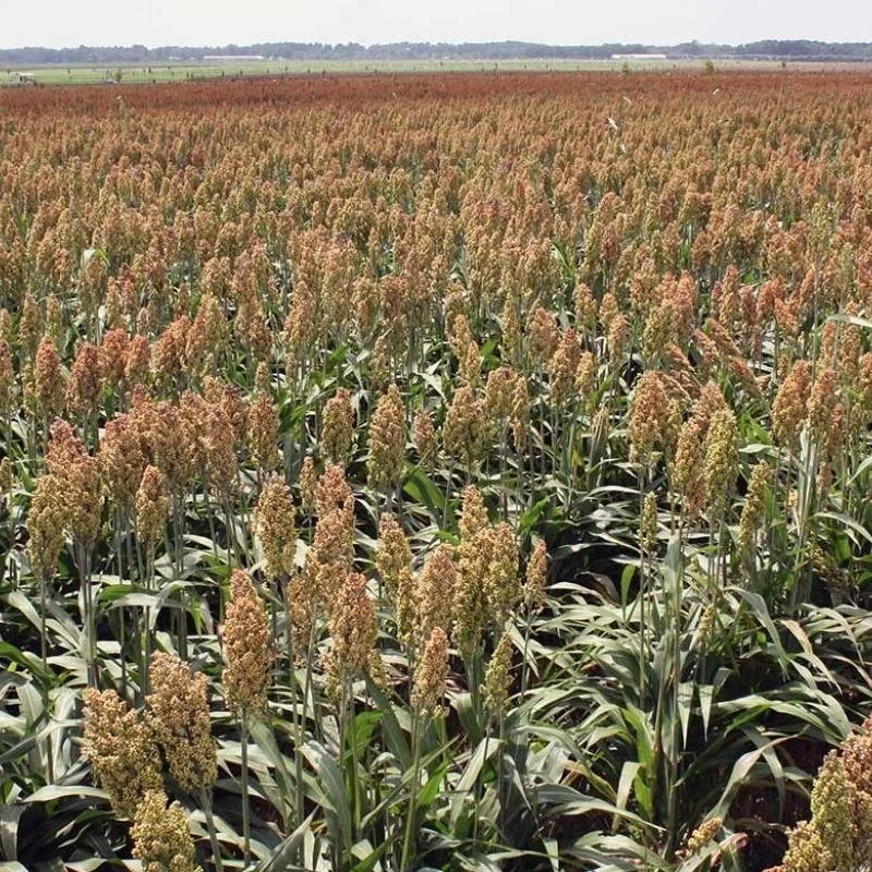 La. Grain Sorghum Hybrids For Grain 2022