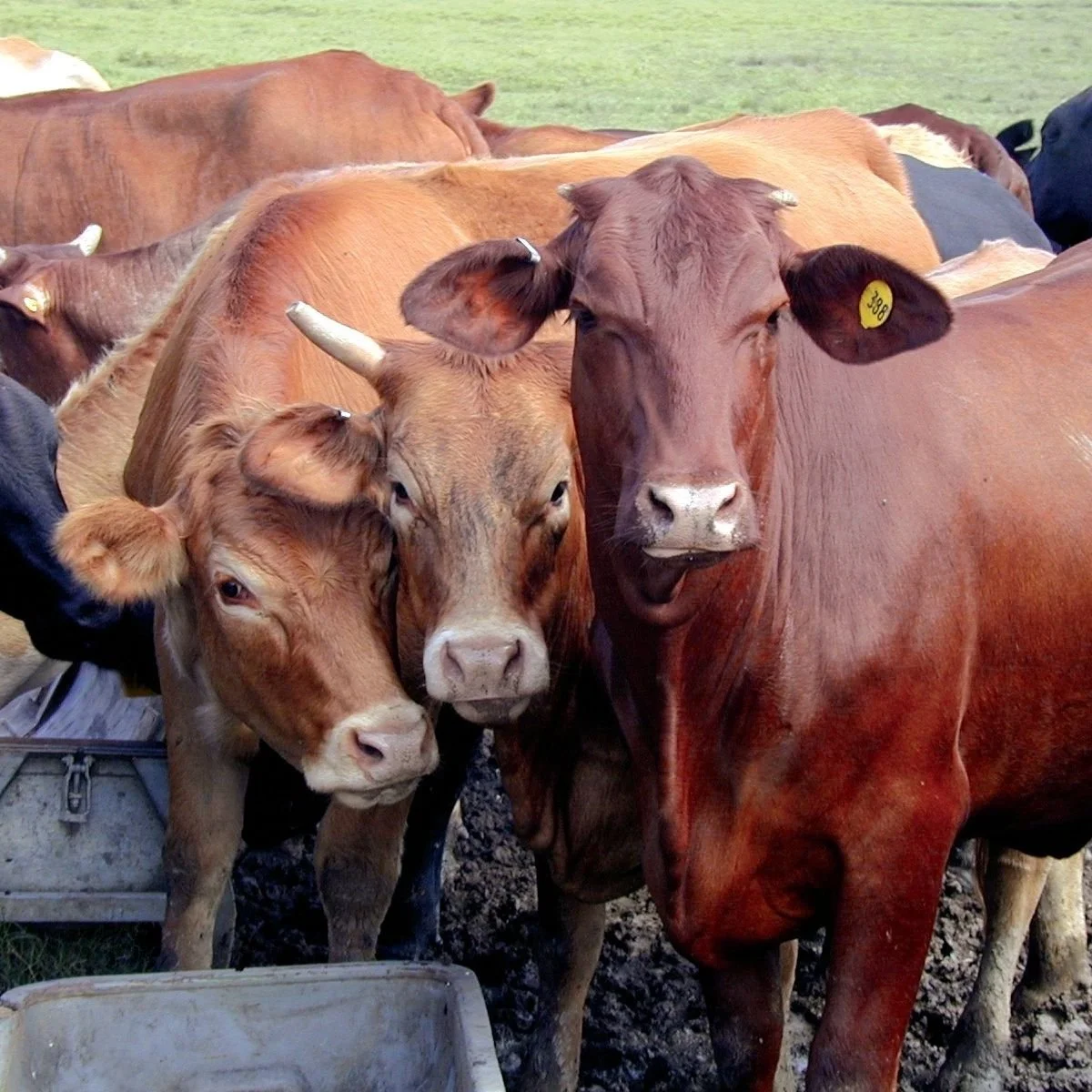 Red River Livestock Auction -- August 3, 2022