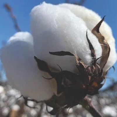 Louisiana Farmer Shares Reasons he Joined Trust Protocol