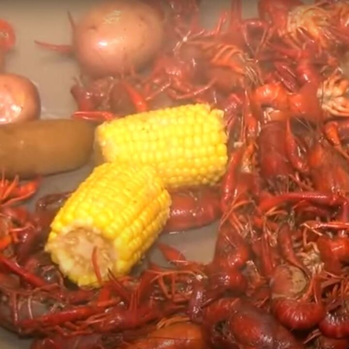 Straight-tail crawfish: Dangerous or no?