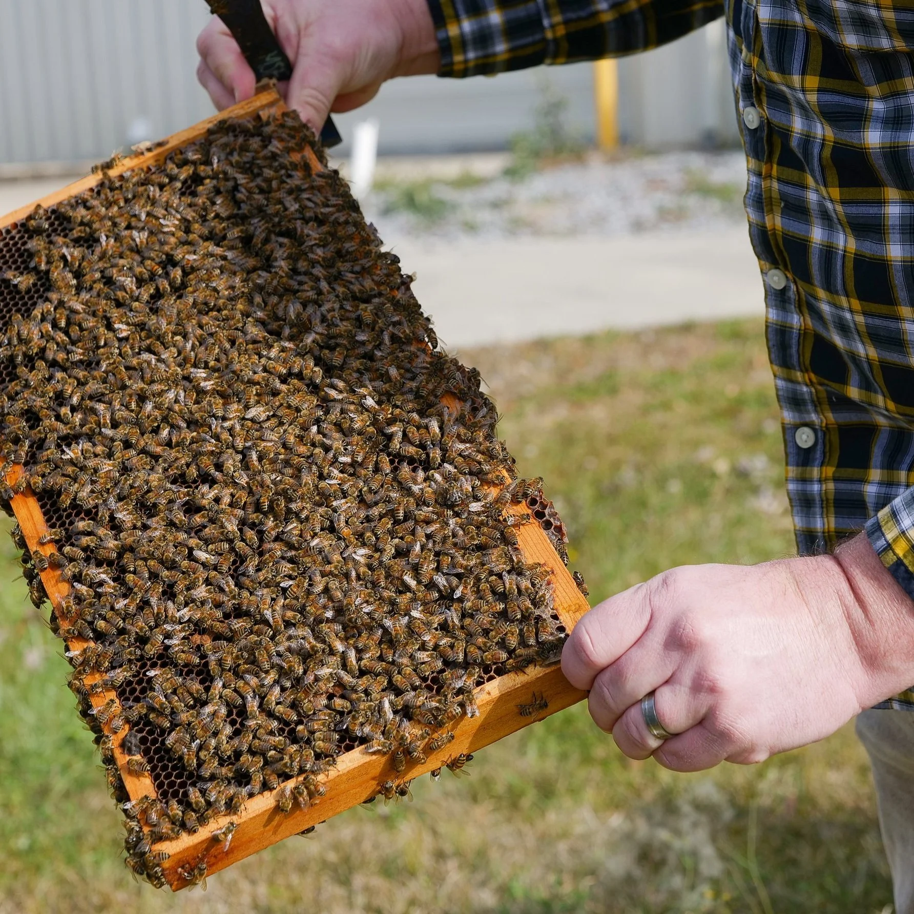 LSU AgCenter Entomologists Studying Issues Facing Honey Bees