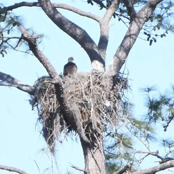 Meet Kisatchie National Forest's New Resident — a Baby Bald Eagle Named Kincaid