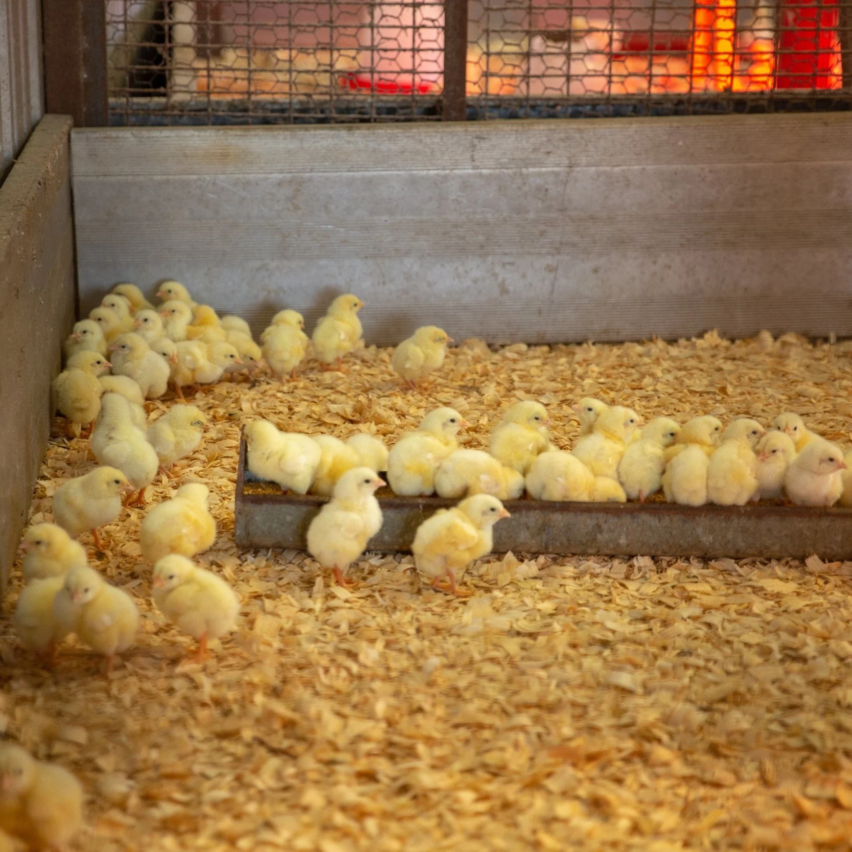 January 2022 Livestock Price &amp; Production Summary