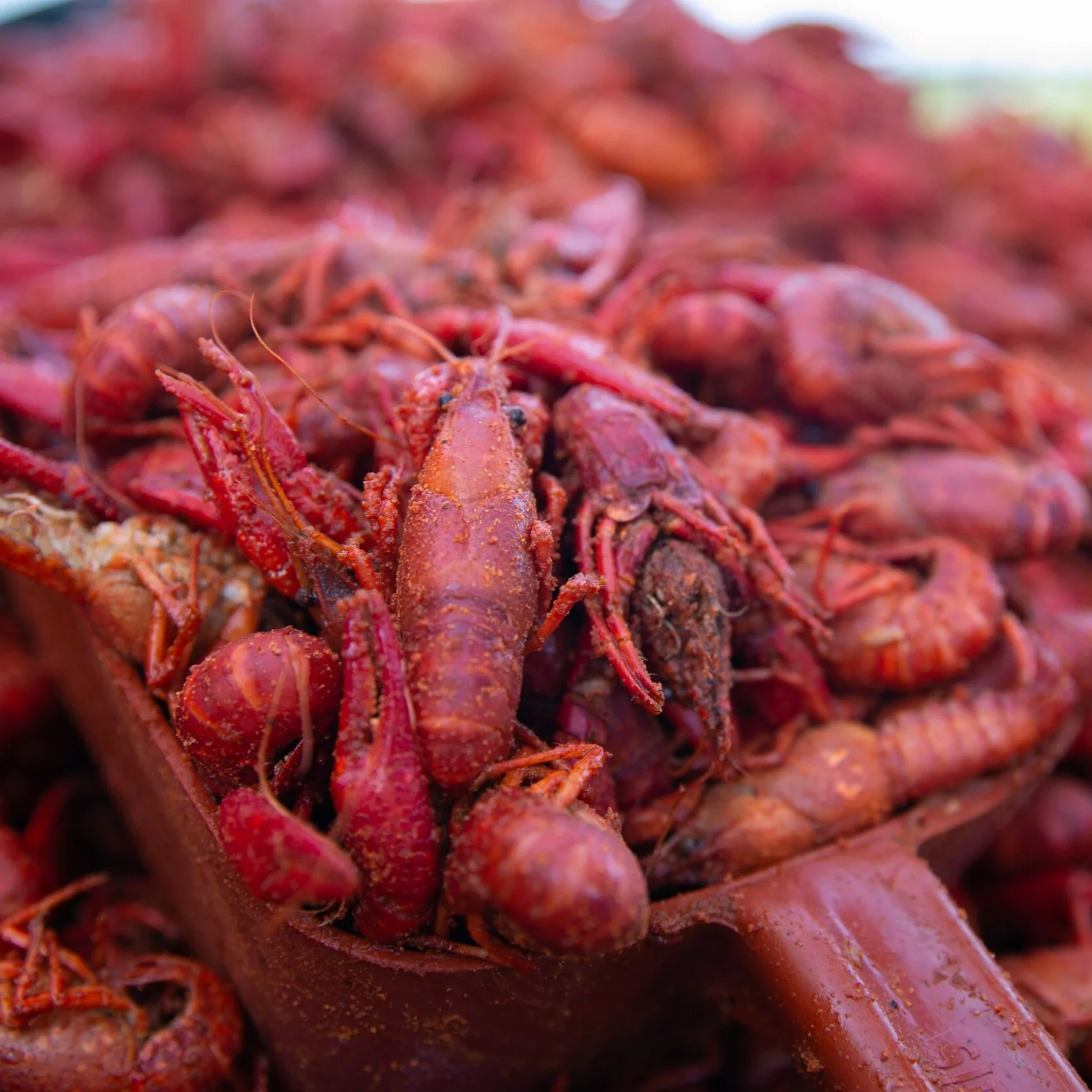 Crawfish Farmer Explains how Inflation is Hurting the Business