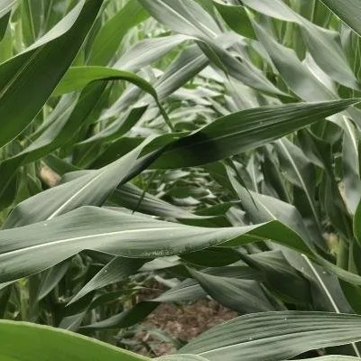 Optimizing Nitrogen Fertilizer When Prices Are High