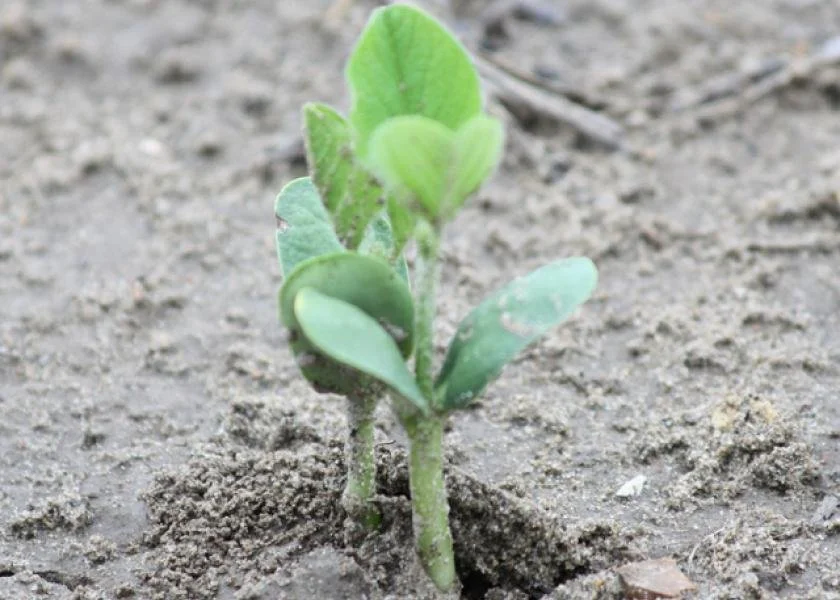 Survey Says: Consumers Want Food Made with U.S. Crops