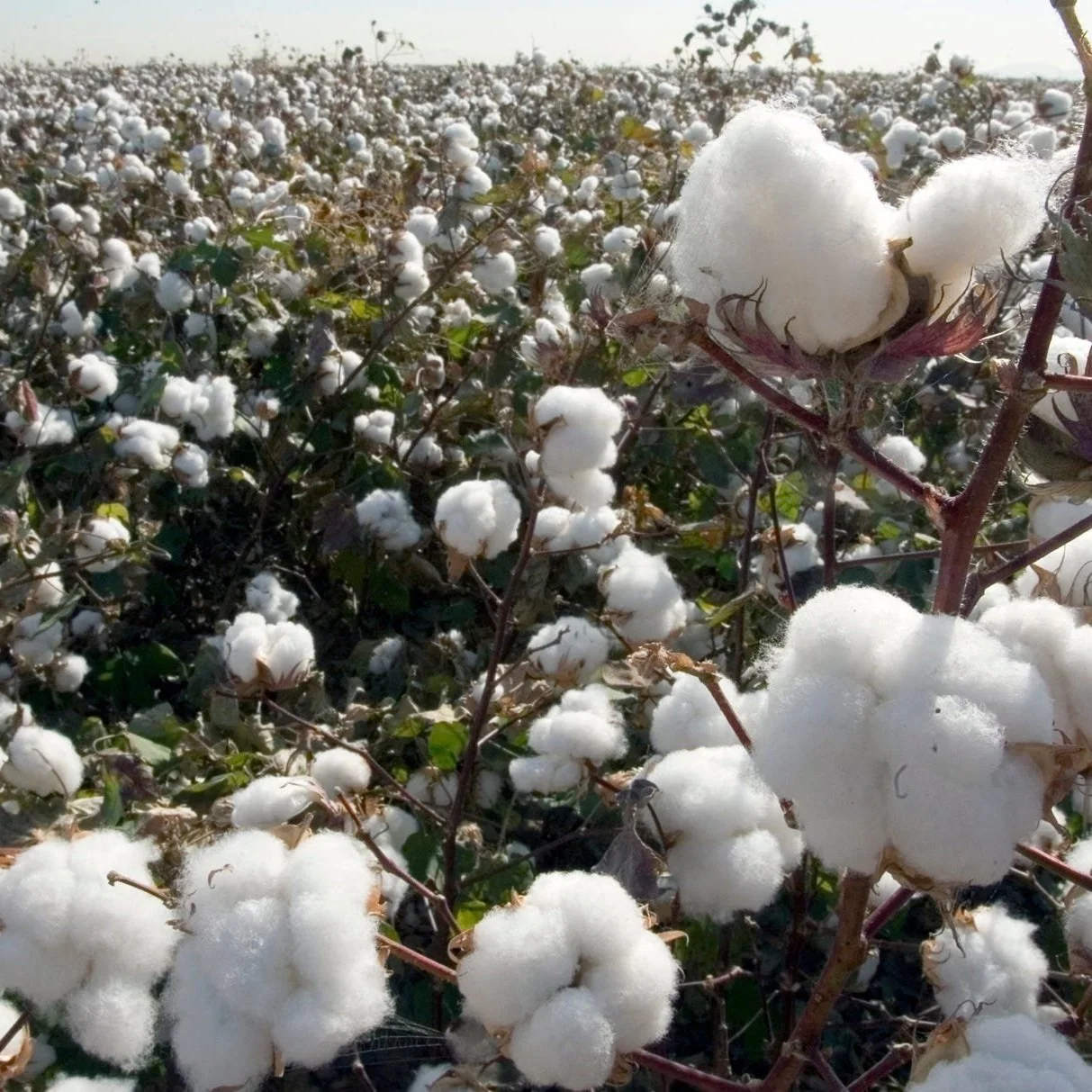 High Cotton Consensus: 'It Takes A Village To Grow Cotton'