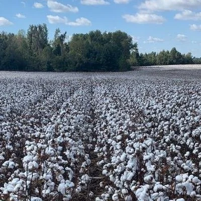 New Cotton Varieties For 2022