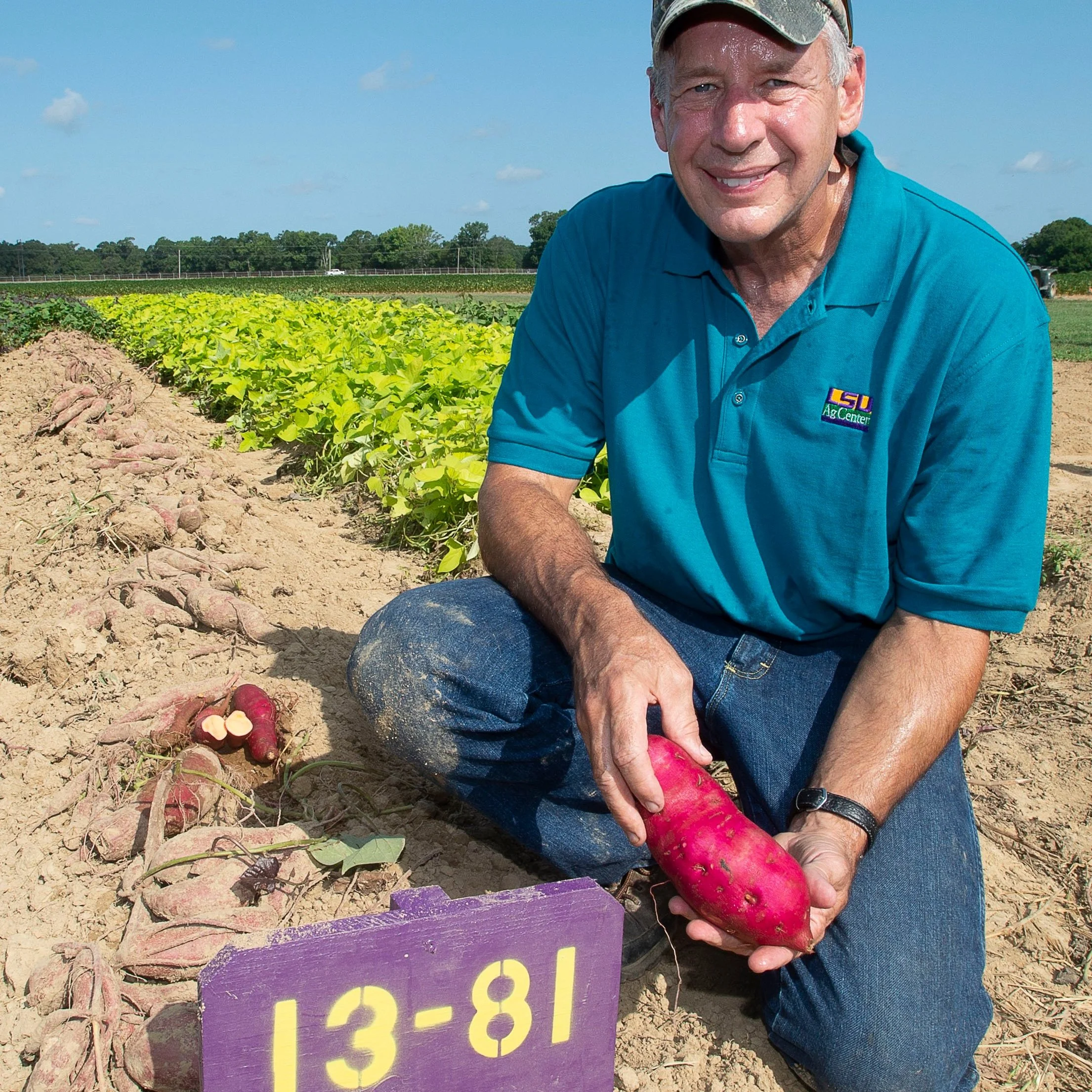 LSU AgCenter Sweet Potato Research Receives National Recognition