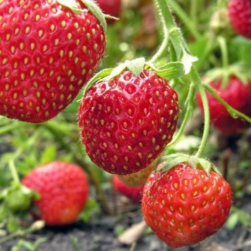 National Strawberry Day; A Sign Spring Is One Step Closer