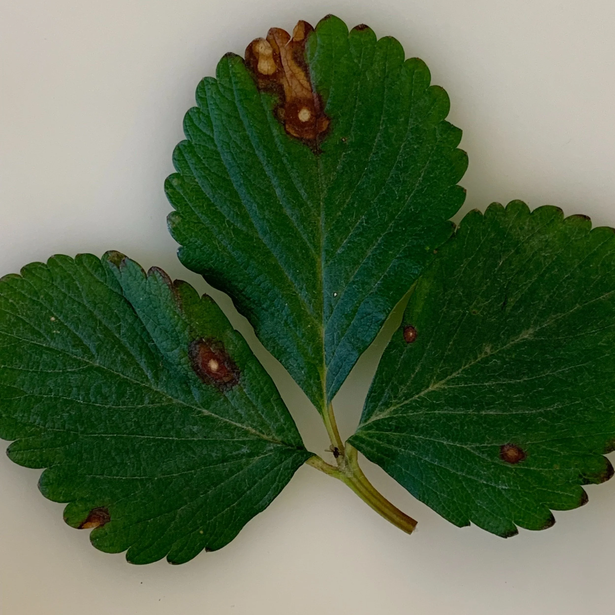 New Plant Disease Detected In Louisiana Strawberries