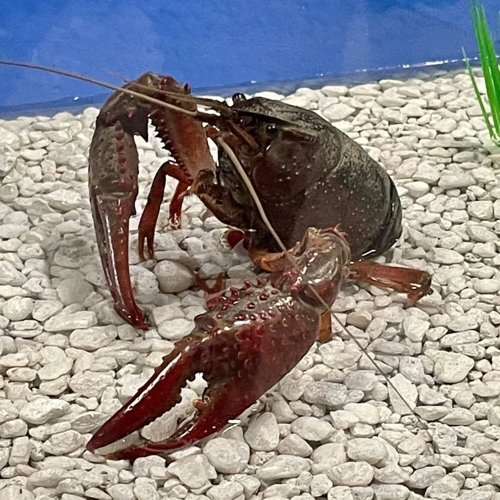 Here's How One Lucky Louisiana Crawfish was Saved from the Boiling Pot