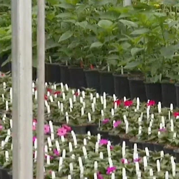 Nursery Festival Returns to Forest Hill After Two-Year Hiatus