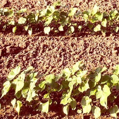 Consider Nitrogen Fixation When Planting Soybeans