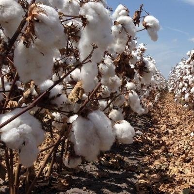 Who Is Going To Tell Cotton's Story?