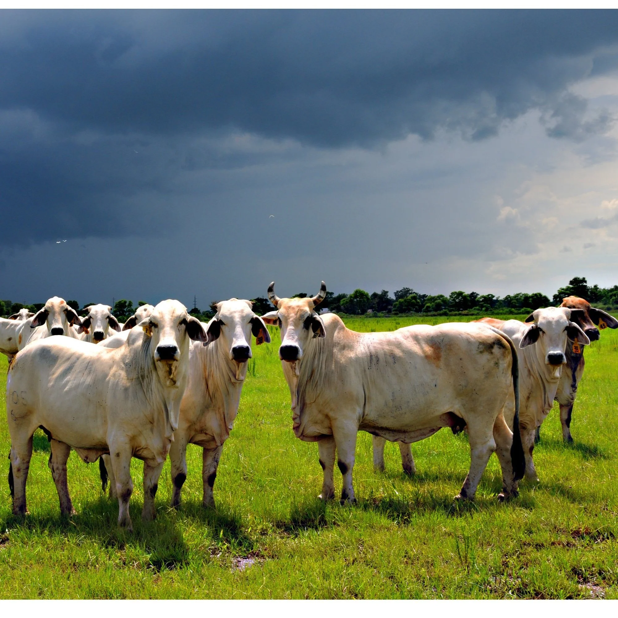 Beef, Forage Field Days Set for April 21, 28
