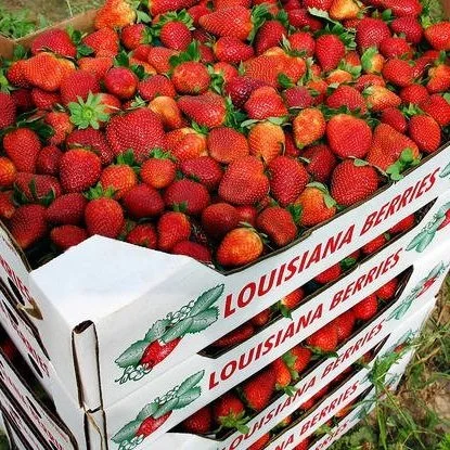 Seafood to Strawberries: How One Ponchatoula Farmer Got His Start
