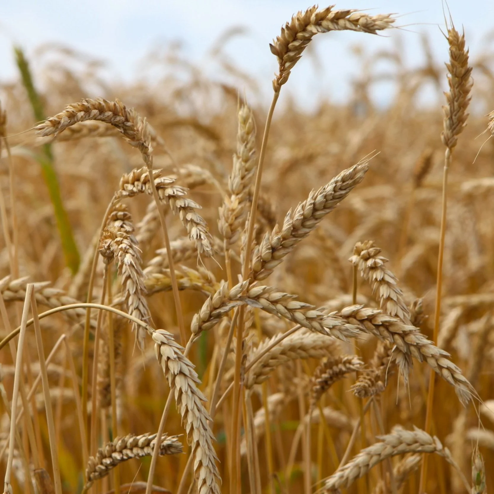 LSU AgCenter Schedules Wheat, Oat, Cover Crop Field Day for April 20