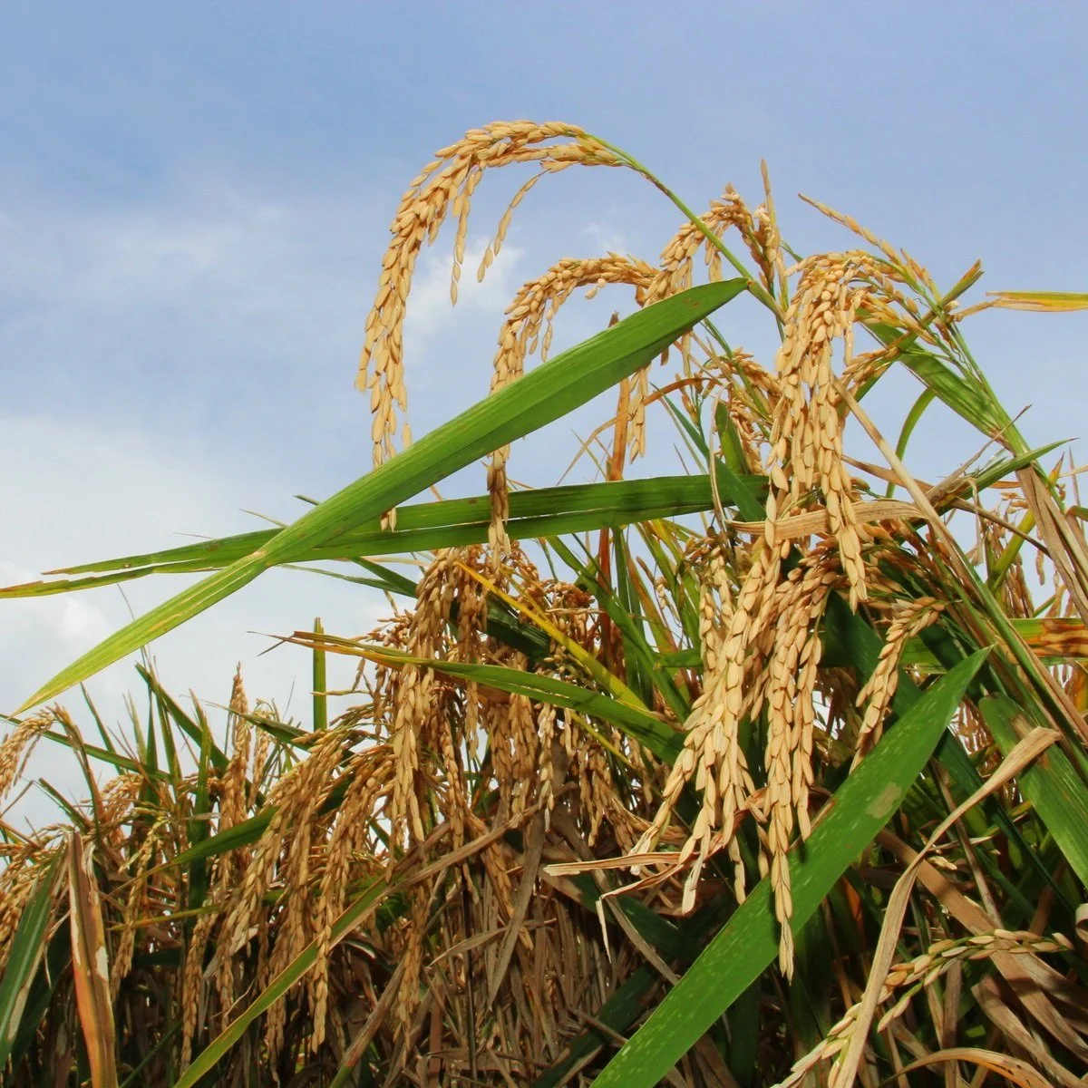 Congressional Trade Hearings Shine Spotlight On India's Rice Subsidy Violations