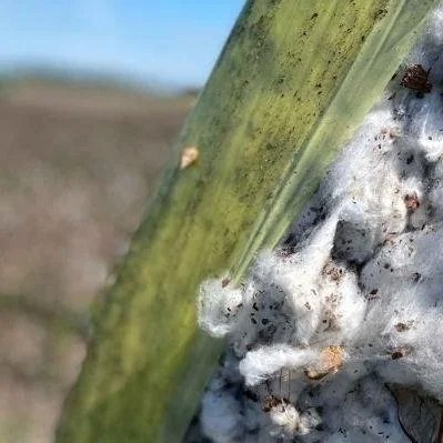 With Prices Like These, Only A Bumper Crop May Dodge Disaster