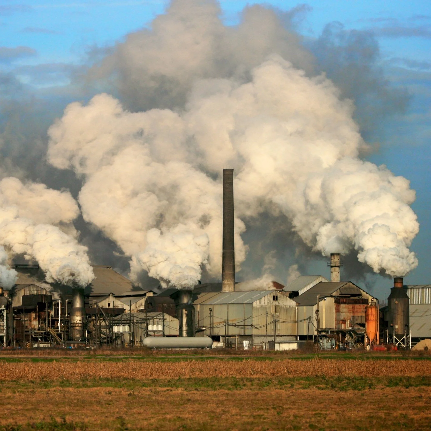 Raw Sugar Factories' Success Means Stronger Cane Industry