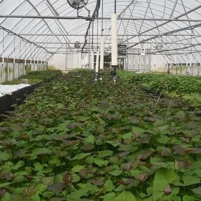 Sweet Potato Yield Increased Through Breeding And Seed Selection